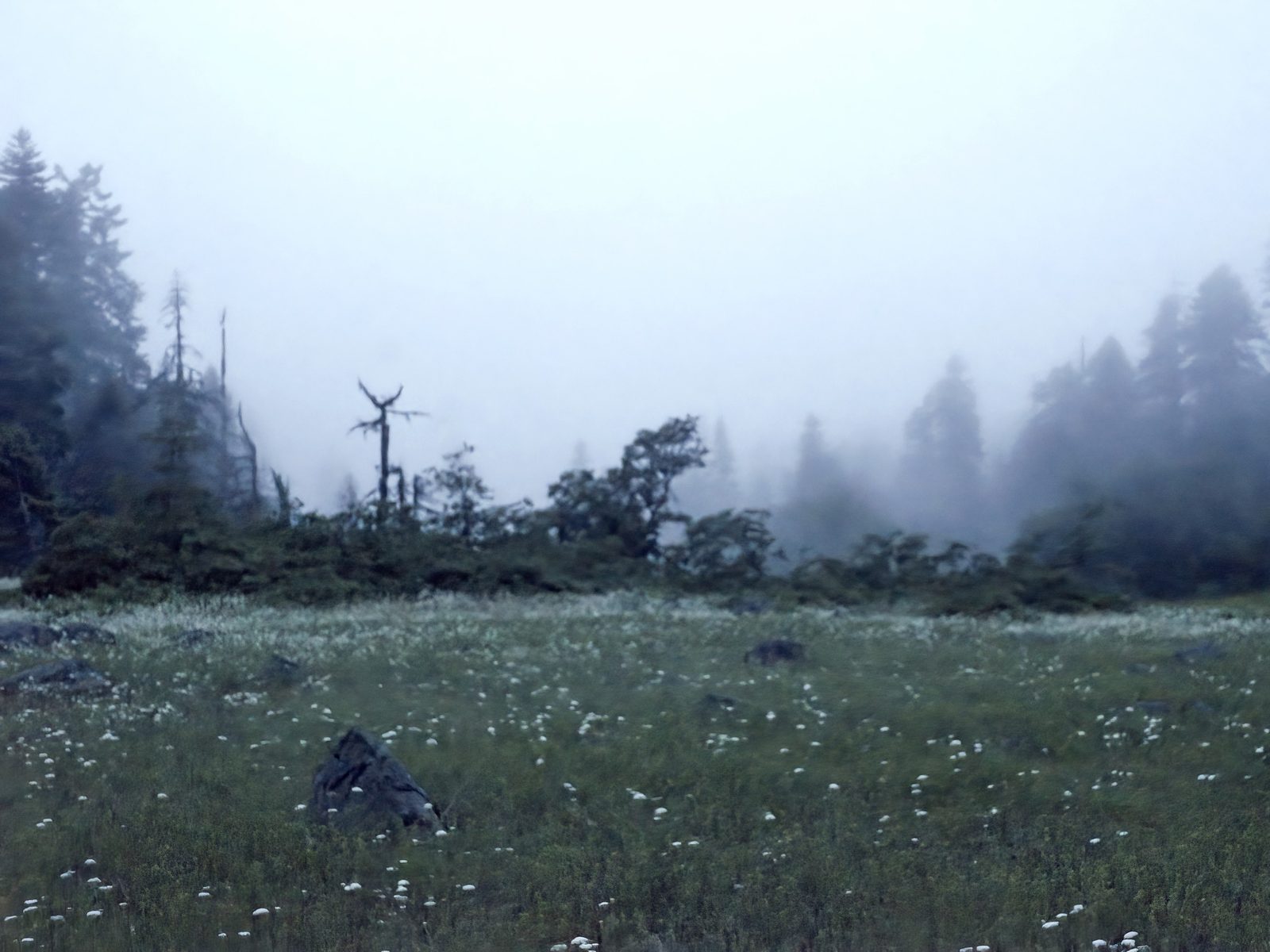 Dense Fog, Cascade-Siskiyou National Monument, Jackson County, Oregon