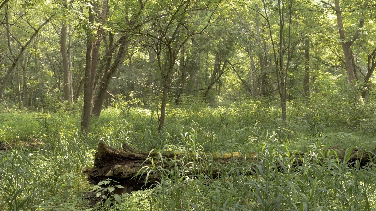 Griffy Lake Nature Preserve, Monroe County, Indiana, July 4, 2015