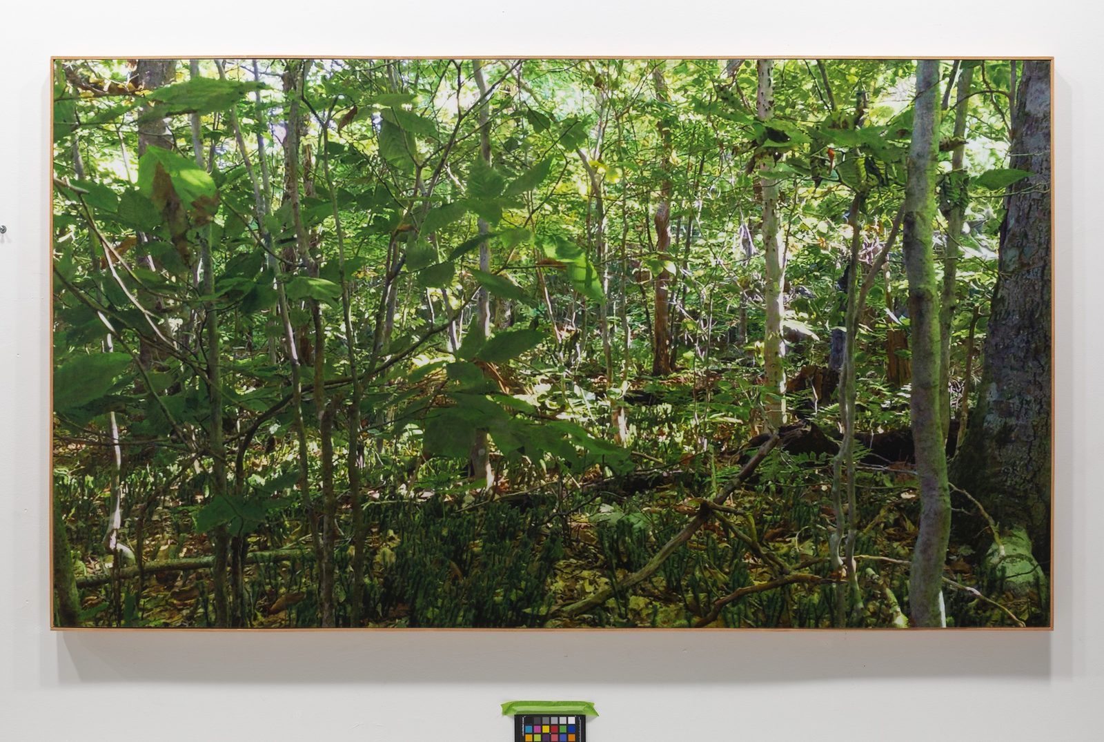 Mill Brook Ridge, Balsam Lake Mountain Wild Forest, Ulster County, New York