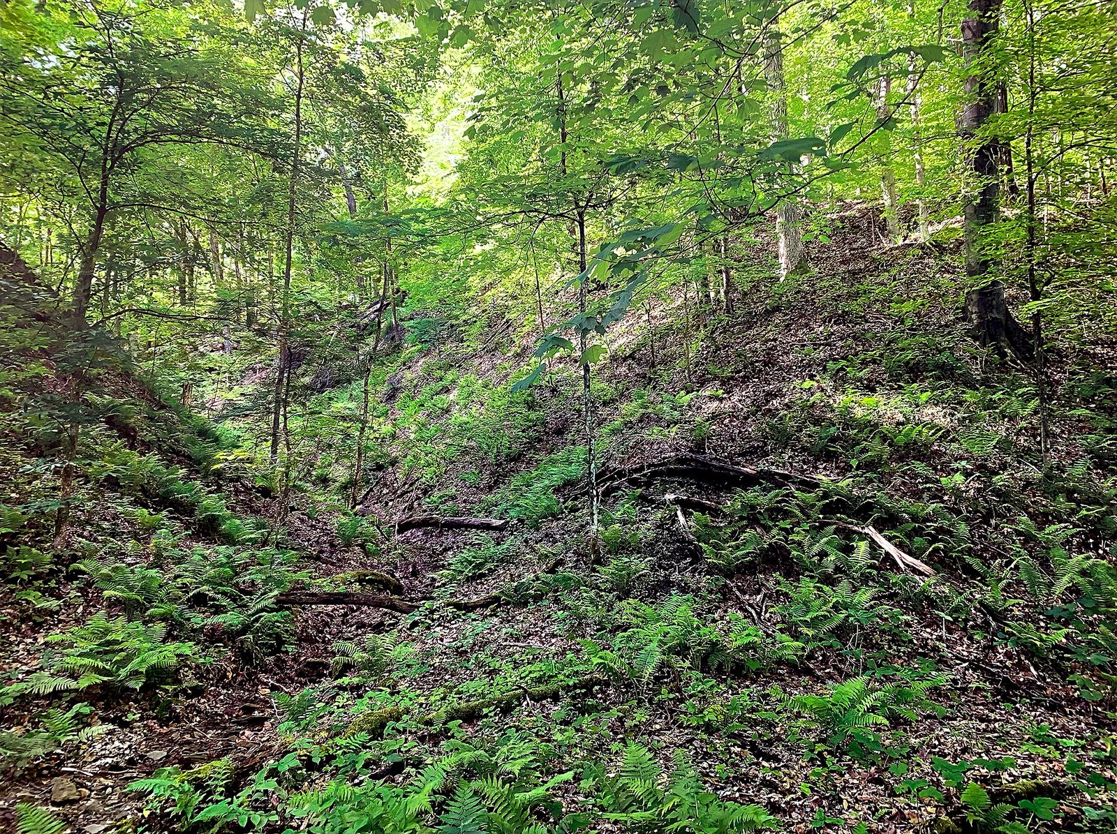 Near Griffy Creek, Griffy Lake Nature Preserve, Monroe County, Indiana