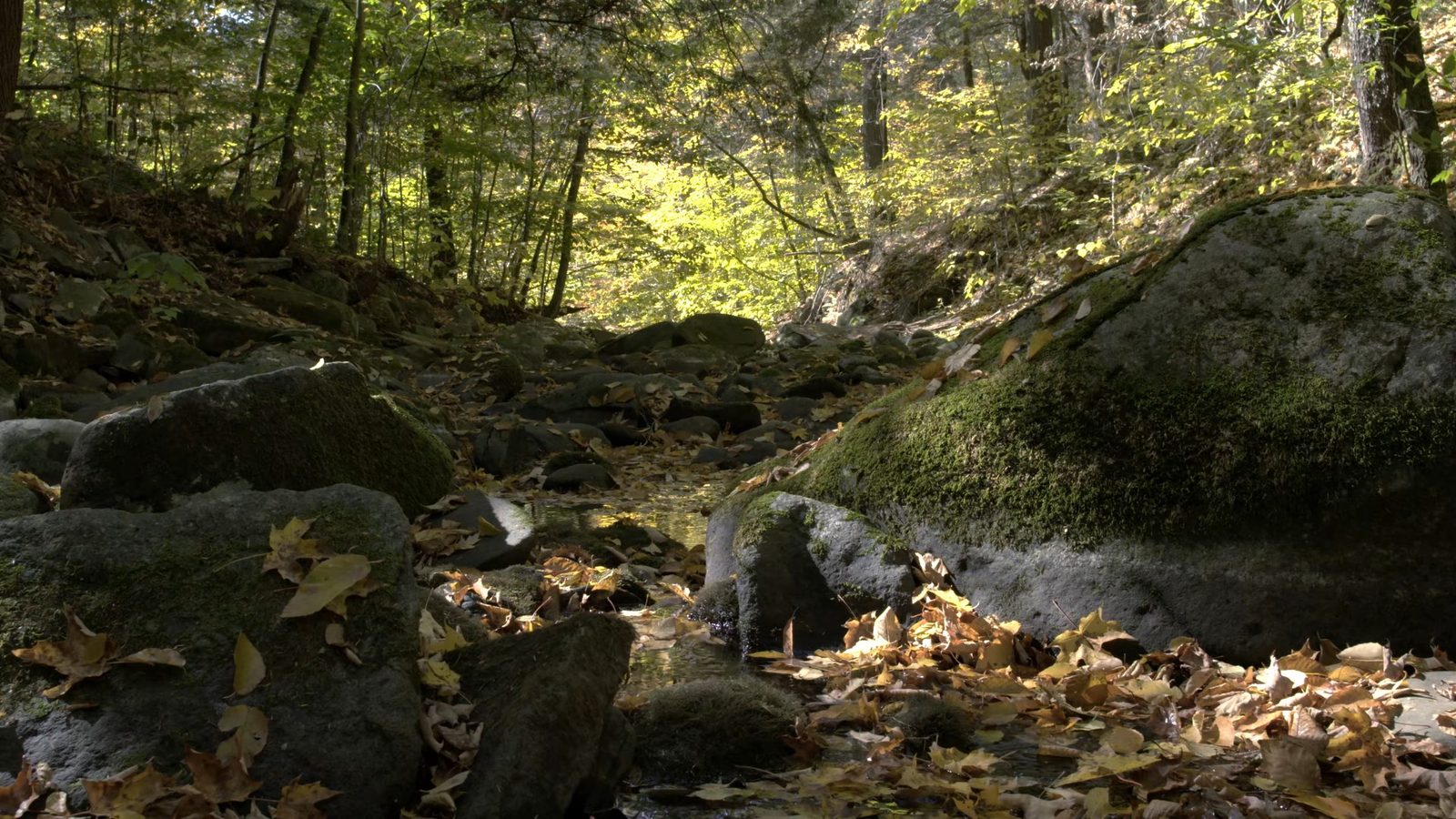 New Nature, Balsam Lake Mountain Wild Forest, Ulster County, New York, October 15, 2016