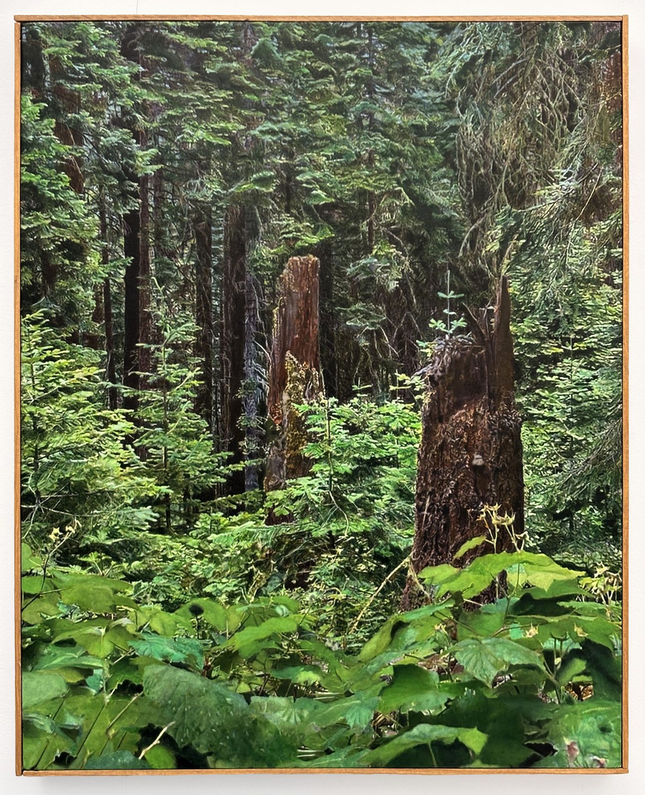 Old Growth, Cascade-Siskiyou National Monument, Jackson County, Oregon