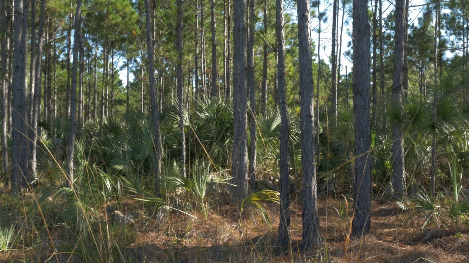 Pine Rockland, Miami-Dade County, Florida, October 4, 2015