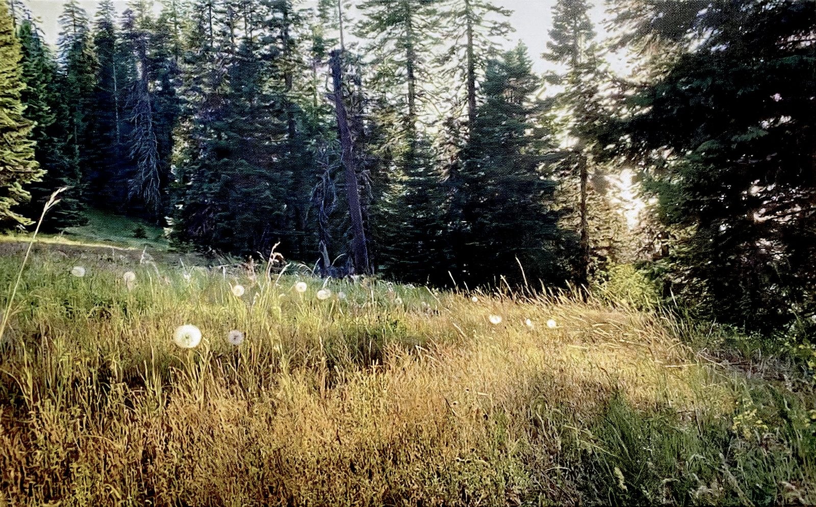 Salsify, Cascade-Siskiyou National Monument, Jackson County, Oregon