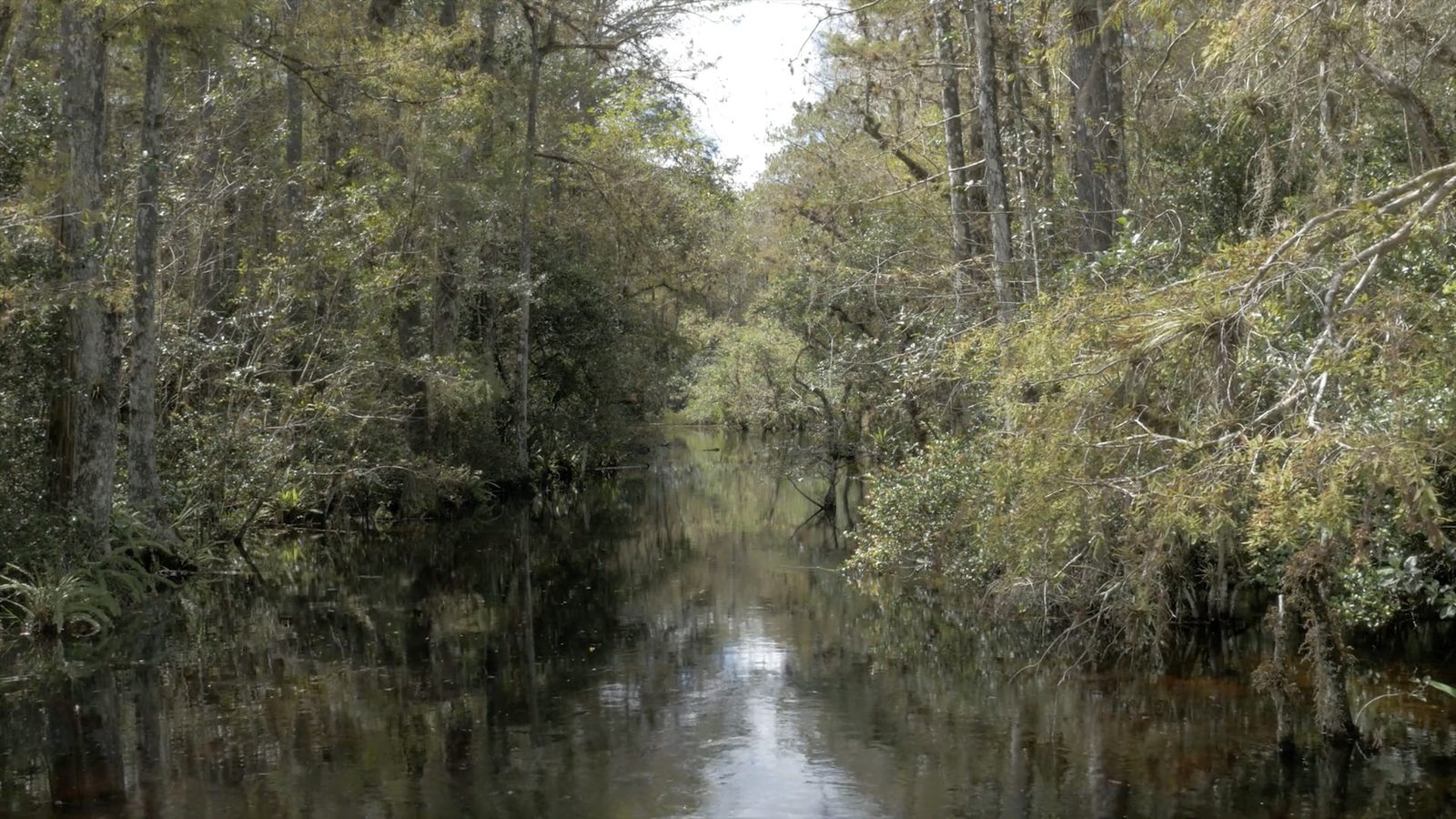 Sweet Water Strand, Big Cyprus National Preserve, Florida, October 4, 2015